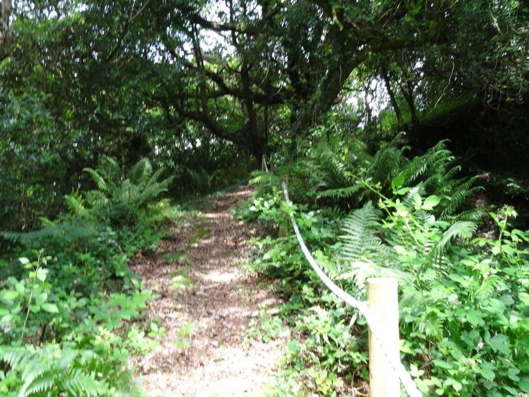 Badger Cottage Mawgan المظهر الخارجي الصورة