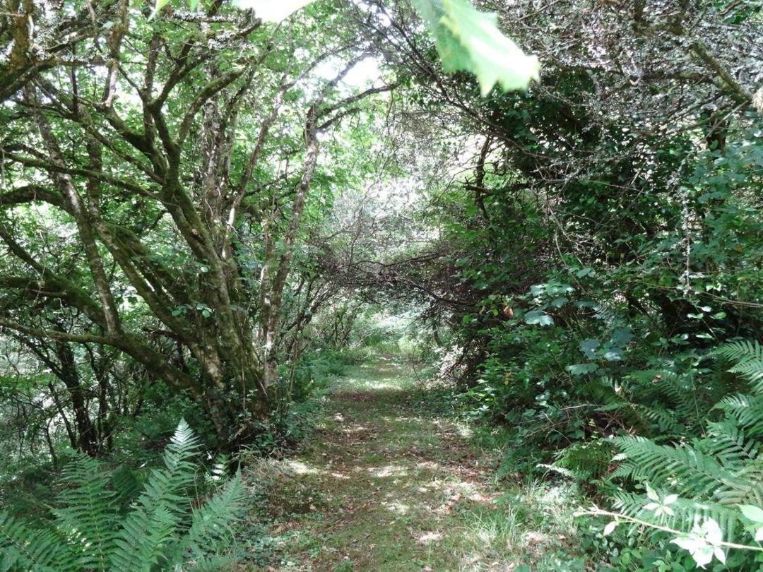 Badger Cottage Mawgan المظهر الخارجي الصورة