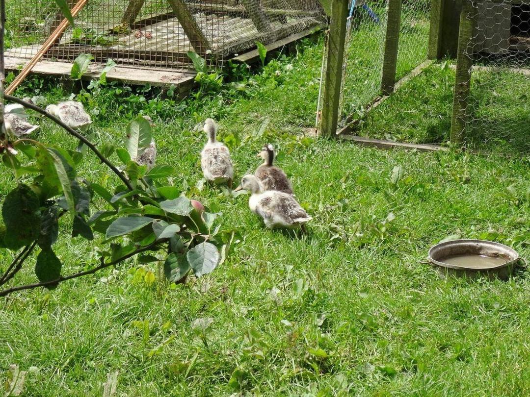 Badger Cottage Mawgan المظهر الخارجي الصورة